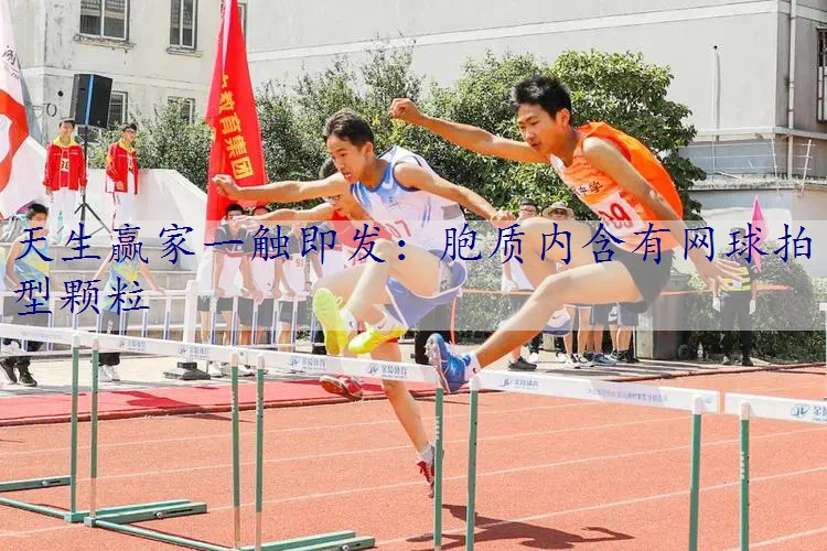 胞质内含有网球拍型颗粒